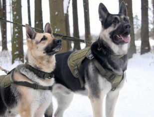 Разгрузочный жилет для собак K9 Tactical (хаки-олива)